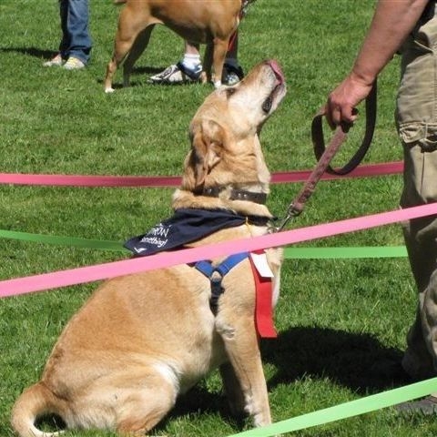 Adult dog in a manners class