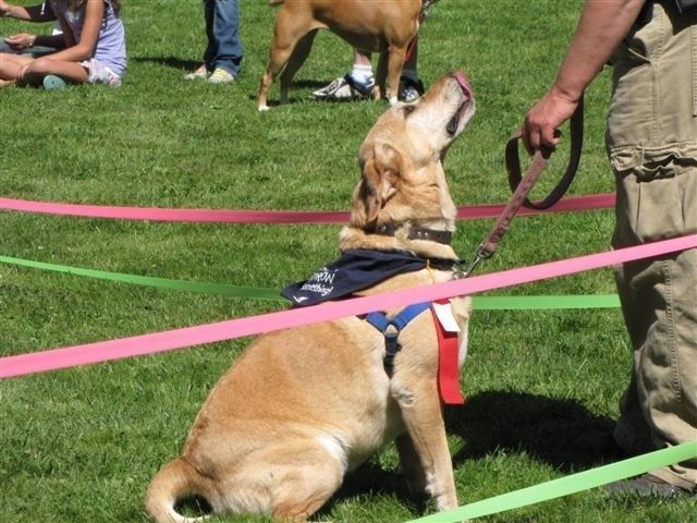 Dog and trainer communicating