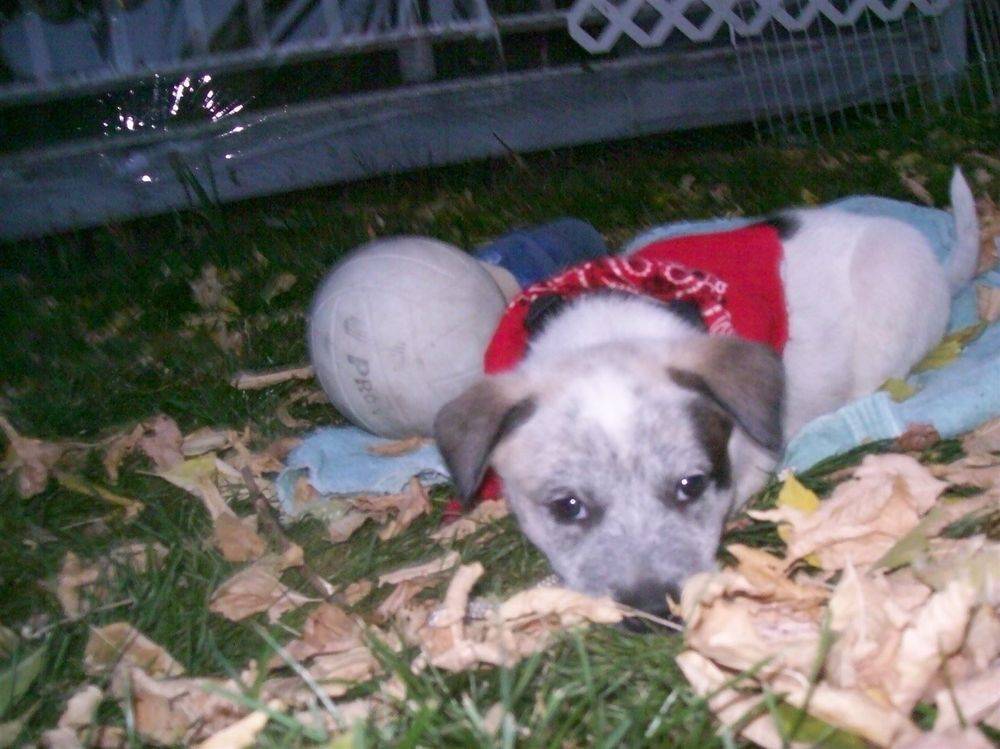 CWD Puppy 1 or Puppy 2 — 5-Week Classes