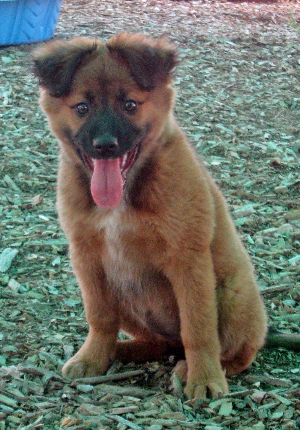 Private one-on-one dog training session