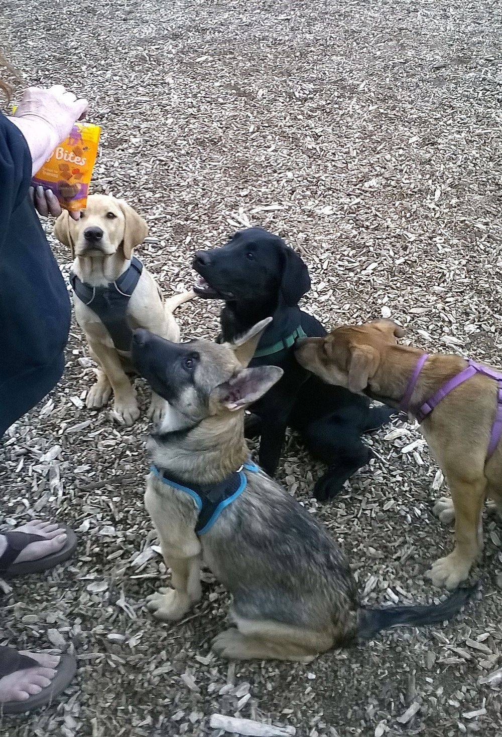 Puppy in a socialization class